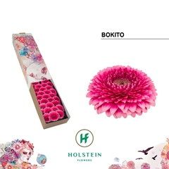 Germini Bokito 45cm 7cm Ø