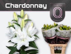 Li Or Du Chardonnay 75cm 45+