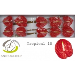 Anth A Tropical 15cm Ø