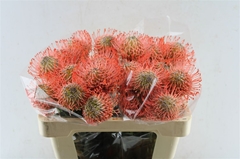 Leuco Ayoba Pink 50cm
