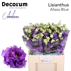 Eust G Alissa Blue 60cm