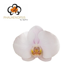 Phal Alpha 65cm