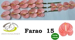 Anth A Farao 7cm Ø
