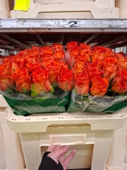 R Gr Orange Wave