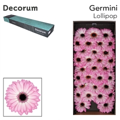 Germini Lollipop 45cm 7cm Ø