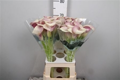Zant Blushing Lady 70cm