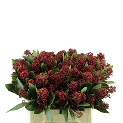 Skim J Rubella Bunch 45cm