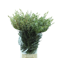 Euc Parvifolia P Bs 70cm 400gram