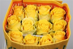 R Gr Brighton 60cm