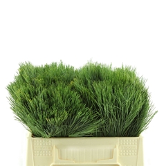 Pinus Strobus Bunch 50cm