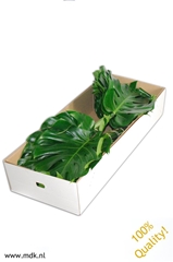 Monstera Blad..groot 70cm