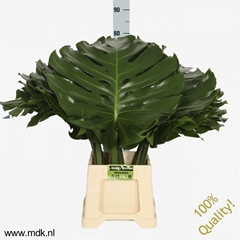 Monstera Blad..groot 80cm