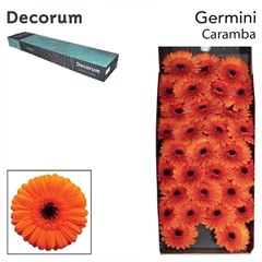 Germini Caramba 45cm 7cm Ø