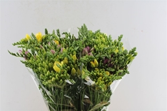 Fr Du Mixed 54cm 25gram 23