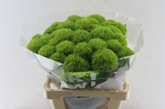 Di Barb Kiwi Mellow 60cm 23