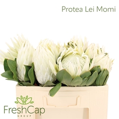 Protea Cy Arctic Ice 60cm
