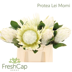 Protea Cy Arctic Ice 40cm
