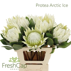 Protea Cy Arctic Ice 60cm