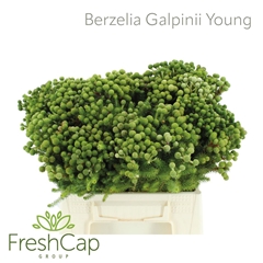 Berzelia Galpinii