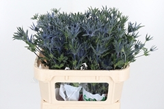 Eryn Pac Blue Stripe 70cm