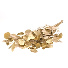 Euca Globu Klb 21% 60cm 125gram