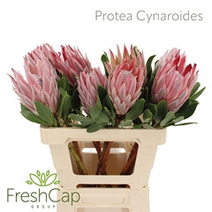 Protea Cynaroides 60cm