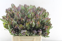 Leucad Other 40cm