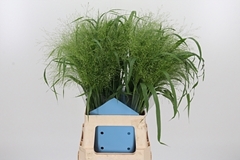 Panic Fountain 70cm