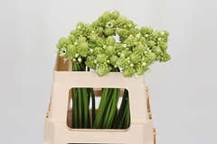 Ornit Arabicum 52cm