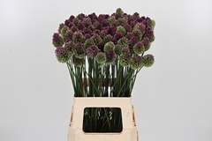 Allium Sphaerocephal 70cm