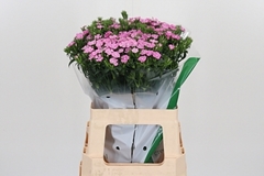 Di Barb Amazon Rose 60cm 23