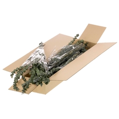 Euca Globu Klb 21% 50cm 150gram