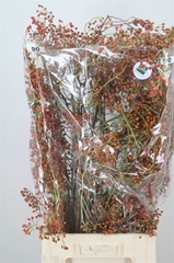 Rosa Corallo 90cm