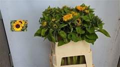 Helian An Sunrich Or 65cm 13