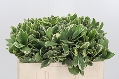 Pittosporum Ilan 50cm