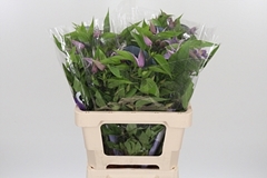 Clematis Amazing London 60cm 4