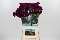 Di St Zafiro 70cm