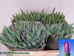 Tu En Bullit