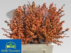 Ilex Ve Winter Gold 60cm