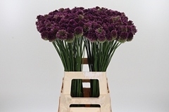 Allium Sphaerocephal 70cm