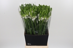 Ornit Thyrsoides 65cm