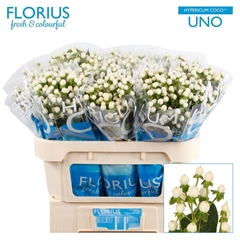 Hyp Coco Uno 70cm