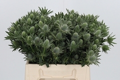 Eryng Sirius Questar 40cm