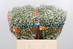 Gyps Pa Xlence 60cm 14gram