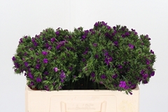 Di Barb Am Neon Purp 52cm