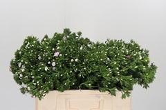 Di Barb Amazon Rose 52cm