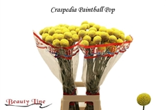 Cras Paintball Pop