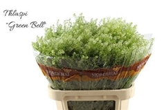 Lep Ru Green Bell