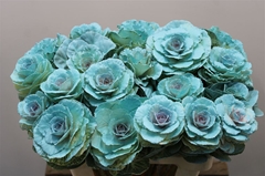 Brass Klb Light Blauw H%