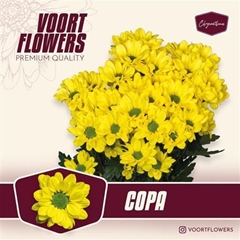 Chr T Copa